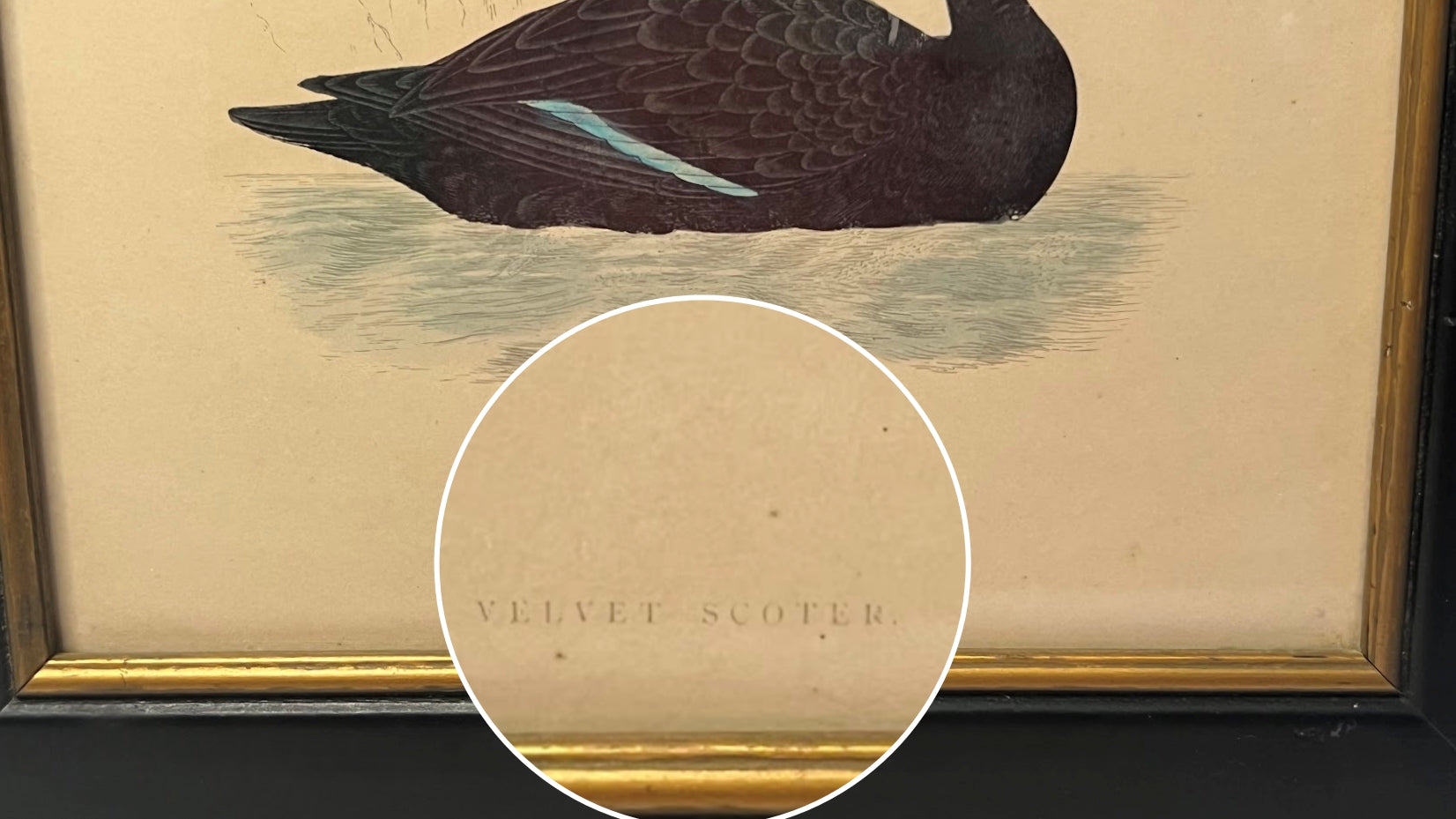 Antique Framed Print of Velvet Scoter
