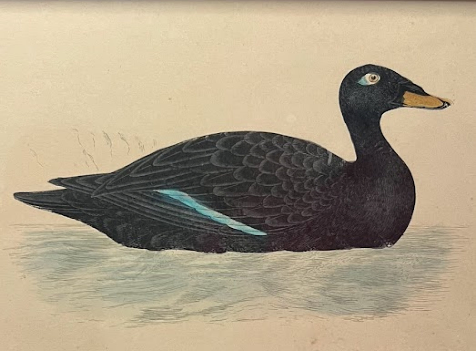 Antique Framed Print of Velvet Scoter