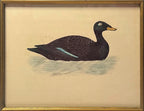 Antique Framed Print of Velvet Scoter