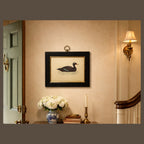 Antique Framed Print of Velvet Scoter