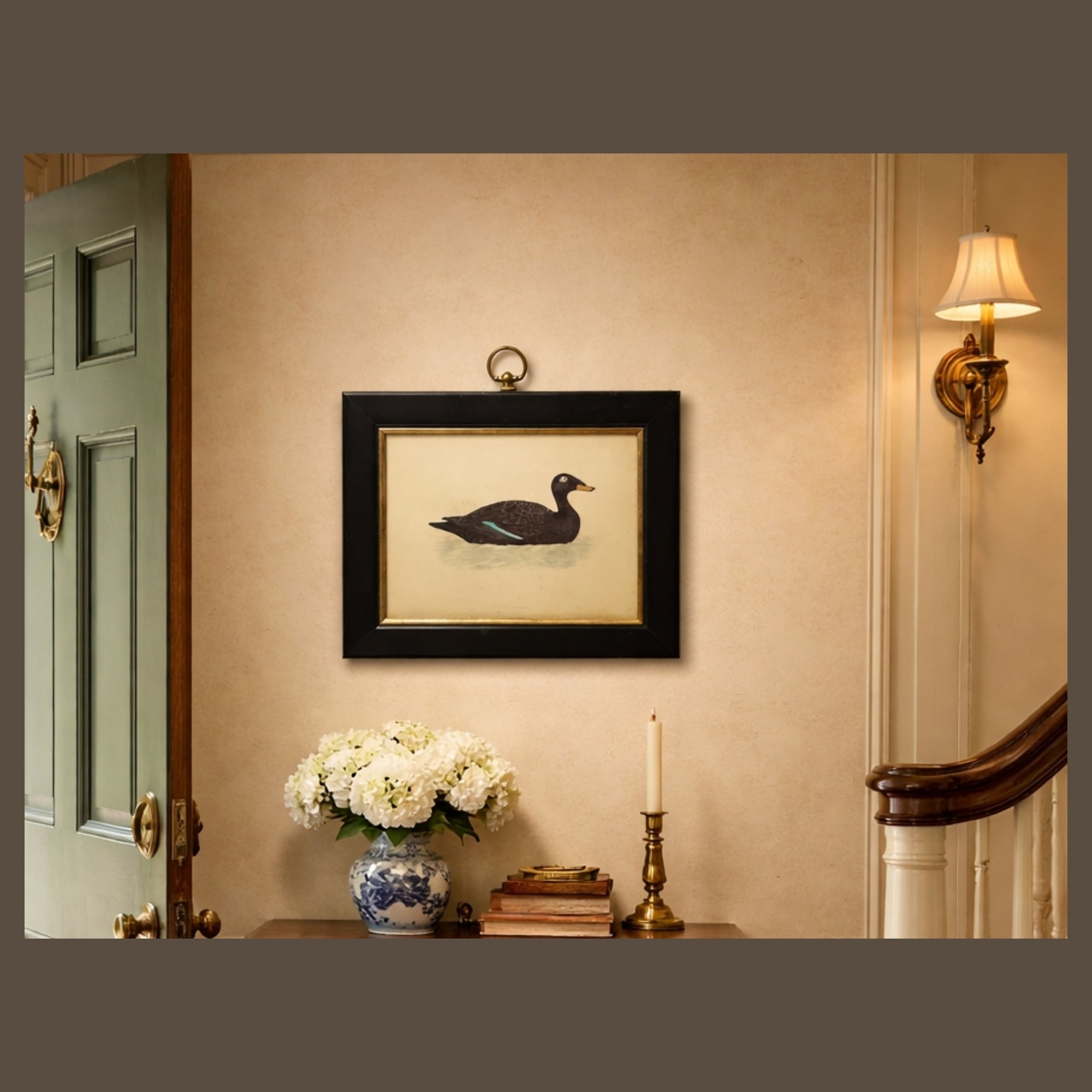 Antique Framed Print of Velvet Scoter