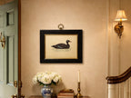 Antique Framed Print of Velvet Scoter
