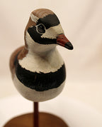 Shorebird Decoy Semipalmated Plover Gregg Ewell Carving 1981 Delaware Head view Looking Forward
